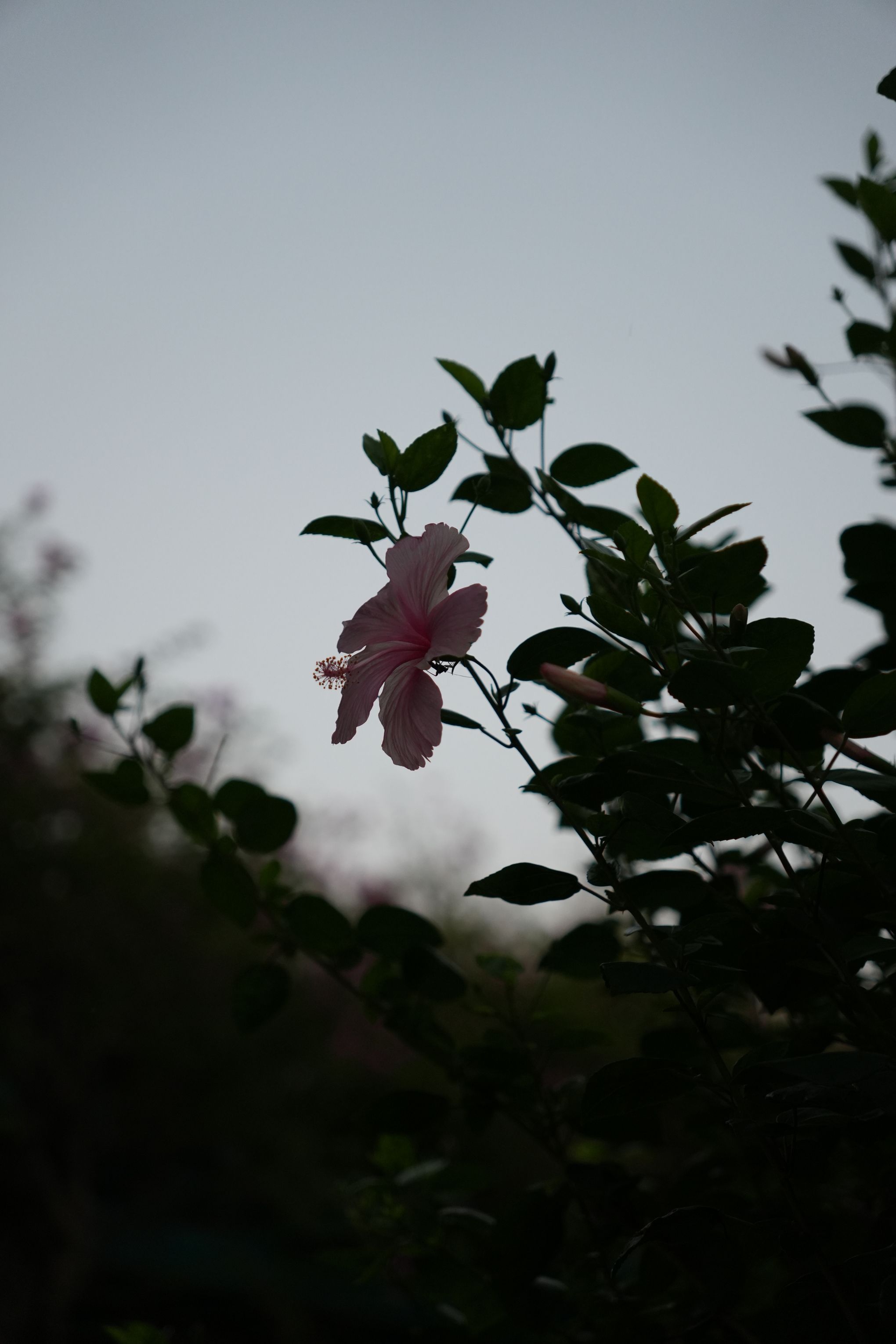 College flora